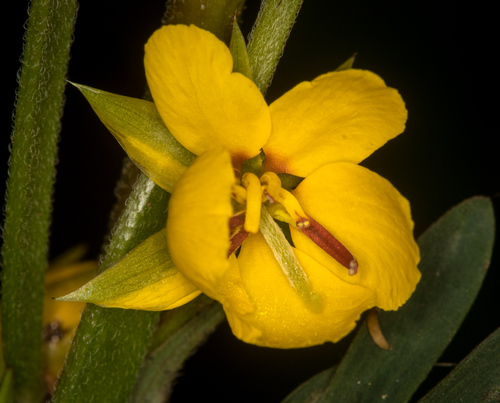 Chamaecrista nictitans subsp. patellaria — photo