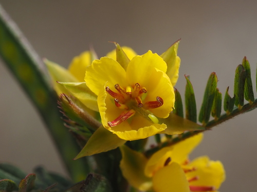 Chamaecrista nictitans subsp. patellaria