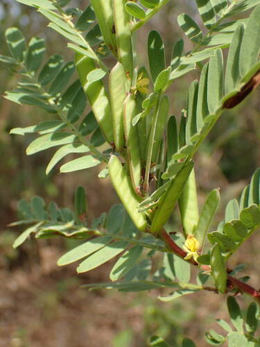 Chamaecrista nigricans — photo