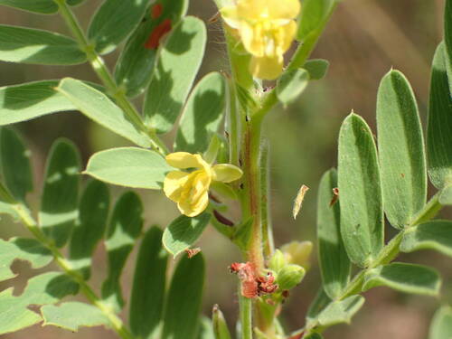 Chamaecrista nigricans — photo