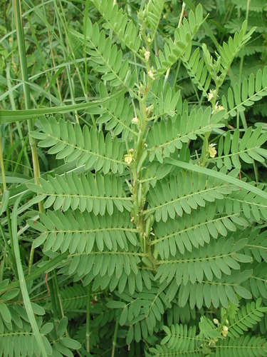 Chamaecrista nigricans