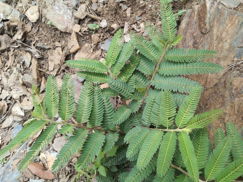 Chamaecrista nomame (Tea cassia) — photo