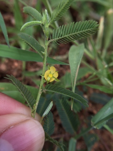 Chamaecrista pumila — photo