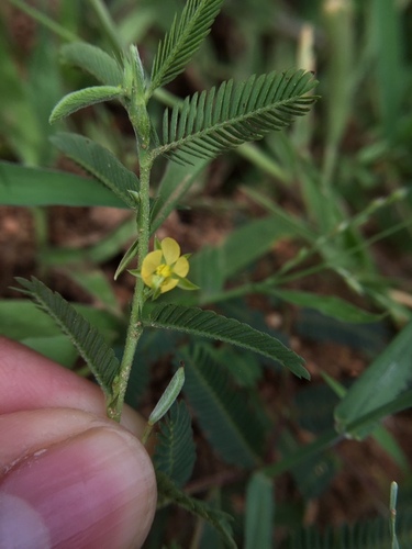 Chamaecrista pumila — photo