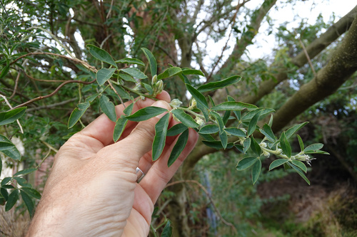 Chamaecytisus palmensis (Tree lucerne) — photo