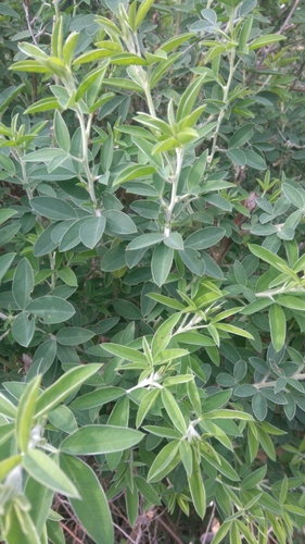 Chamaecytisus palmensis (Tree lucerne) — photo
