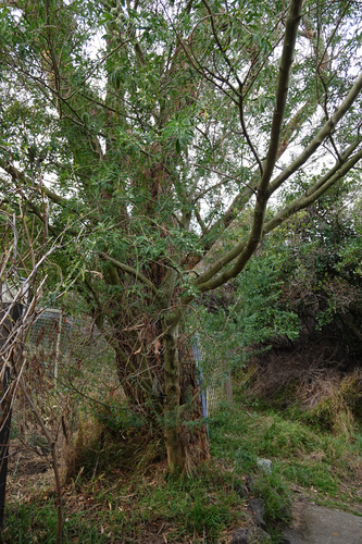 Chamaecytisus palmensis