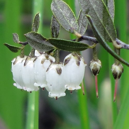 Chamaedaphne calyculata (Leatherleaf) — photo