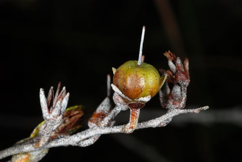 Chamaedaphne calyculata (Leatherleaf) — photo