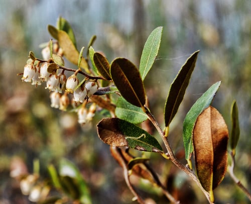 Chamaedaphne calyculata
