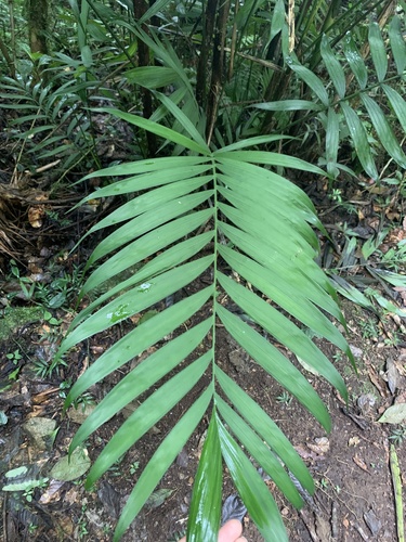 Chamaedorea costaricana (Bamboo palm) — photo