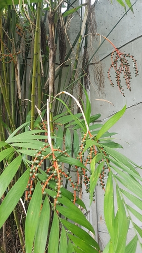Chamaedorea costaricana (Bamboo palm) — photo