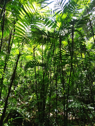 Chamaedorea costaricana