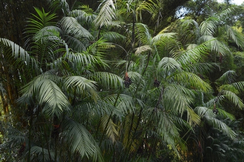Chamaedorea graminifolia (Chapai) — photo