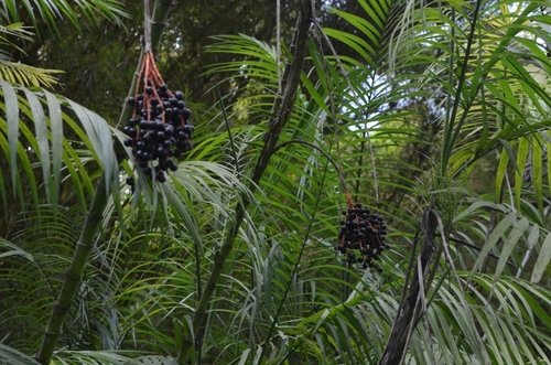 Chamaedorea graminifolia (Chapai) — photo