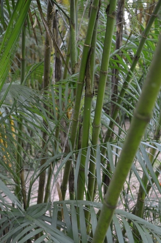 Chamaedorea graminifolia