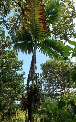 Chamaedorea linearis