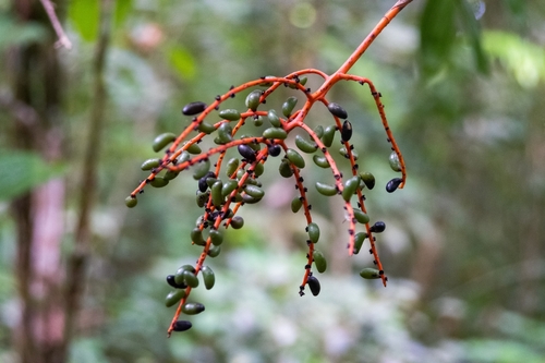 Chamaedorea lunata — photo