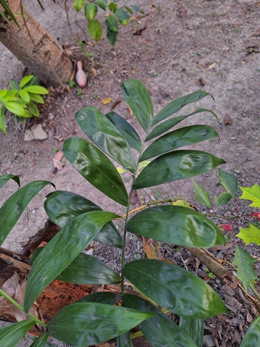 Chamaedorea lunata