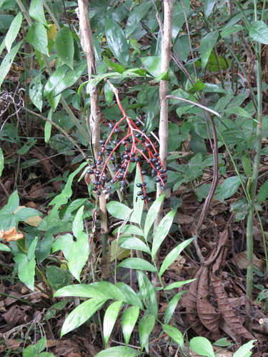 Chamaedorea lunata — photo
