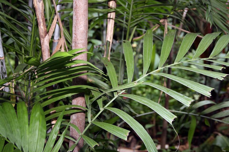 Chamaedorea macrospadix — photo