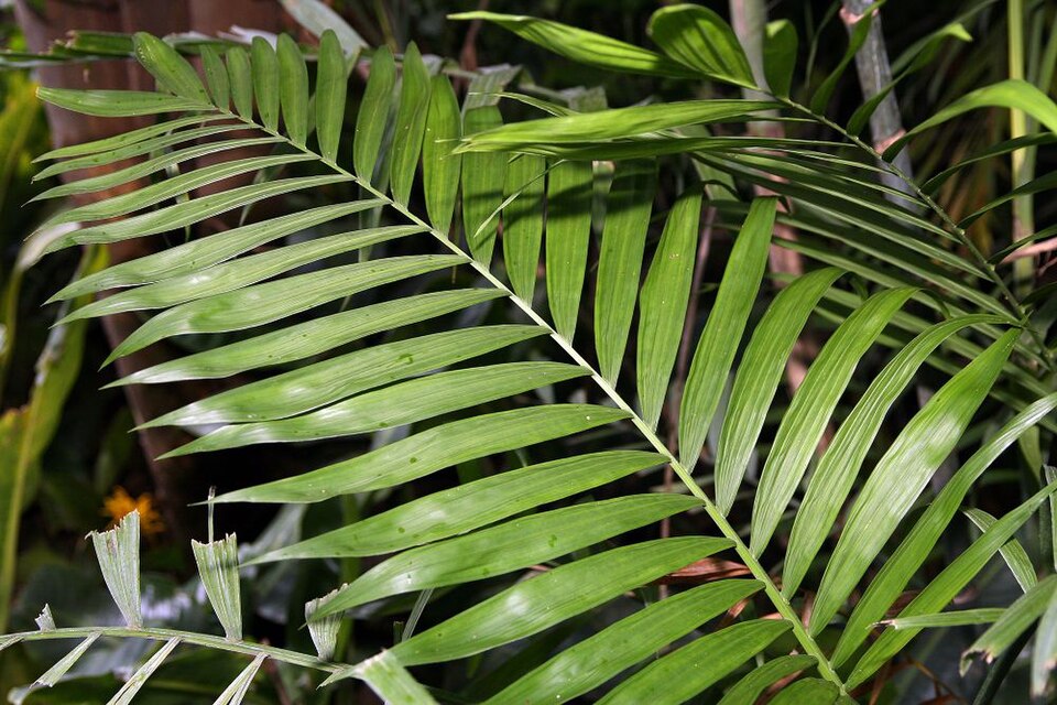Chamaedorea macrospadix