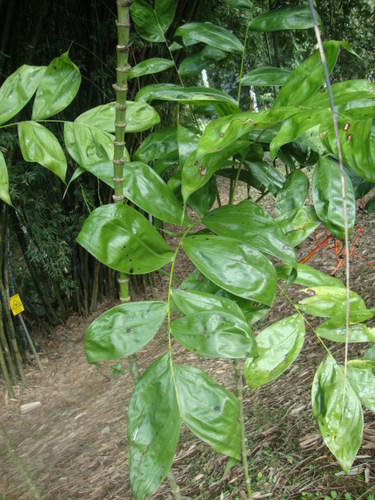 Chamaedorea oblongata