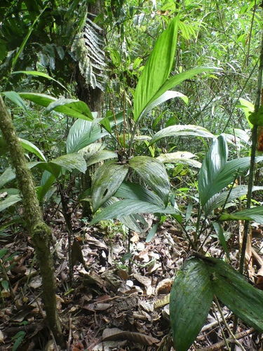 Chamaedorea pauciflora — photo