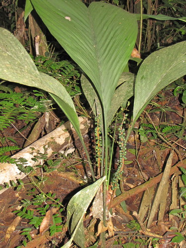 Chamaedorea pauciflora