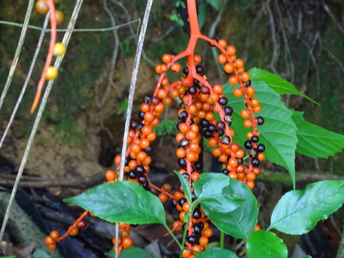 Chamaedorea pinnatifrons (Pacaya) — photo