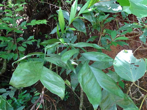 Chamaedorea pinnatifrons (Pacaya) — photo