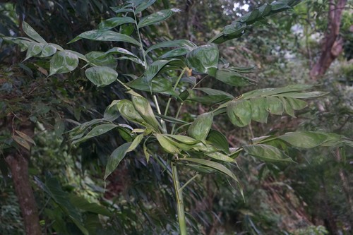 Chamaedorea sartorii (Tepejilote) — photo