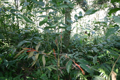 Chamaedorea sartorii (Tepejilote) — photo