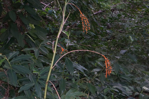 Chamaedorea sartorii