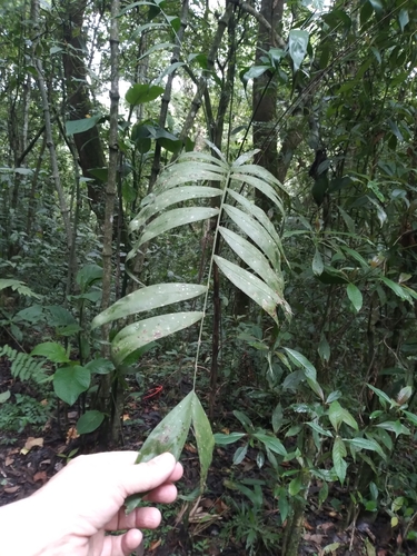 Chamaedorea schiedeana — photo