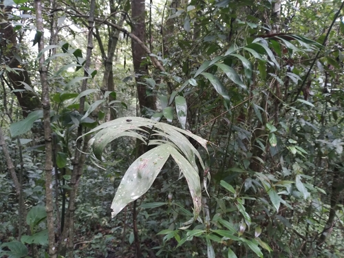 Chamaedorea schiedeana — photo