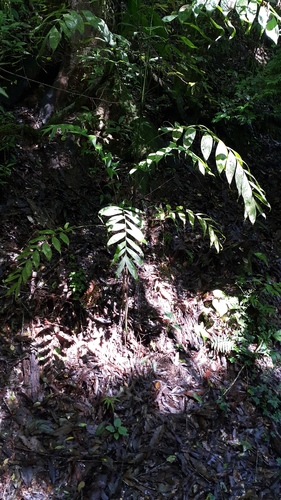 Chamaedorea schiedeana