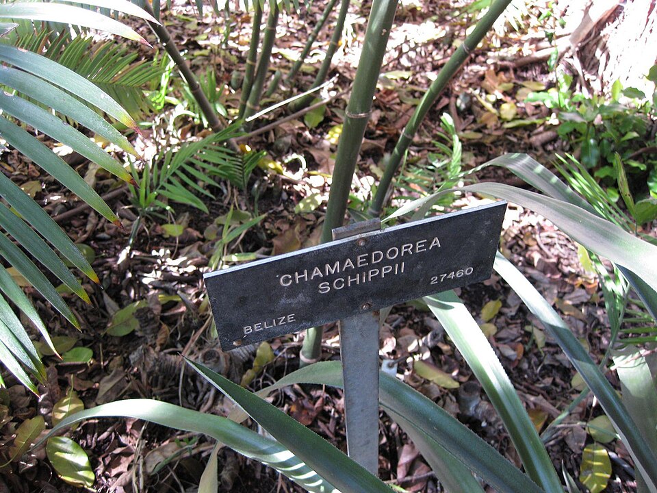 Chamaedorea schippii — photo