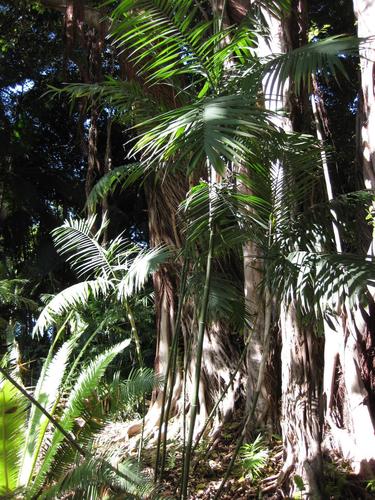 Chamaedorea schippii
