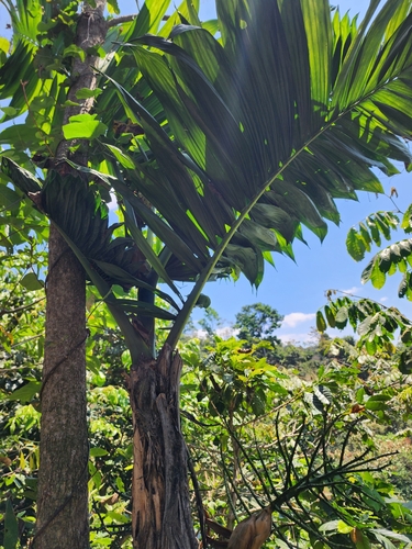 Chamaedorea tepejilote (Pacaya) — photo