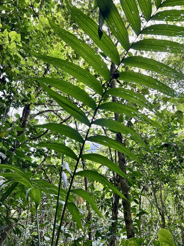 Chamaedorea tepejilote