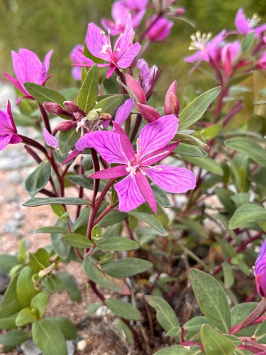 Chamaenerion latifolium