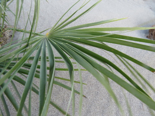 Chamaerops humilis (European fan palm) — photo