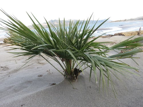 Chamaerops humilis (European fan palm) — photo