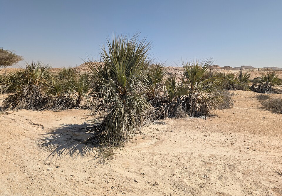 Chamaerops ritchiana