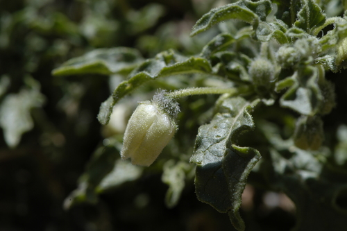 Chamaesaracha coronopus (Small Groundcherry) — photo