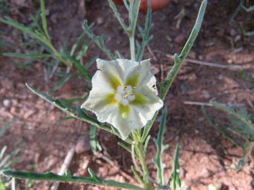 Chamaesaracha coronopus (Small Groundcherry) — photo