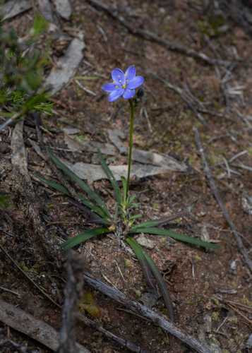 Chamaescilla corymbosa (Blue stars) — photo