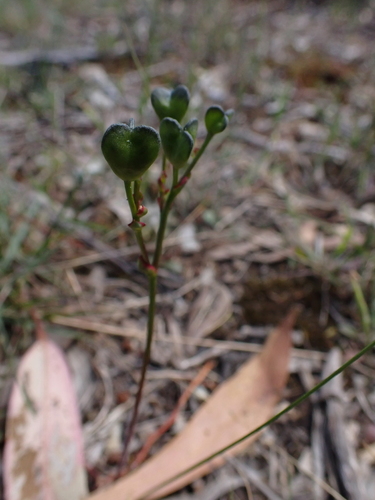Chamaescilla corymbosa (Blue stars) — photo