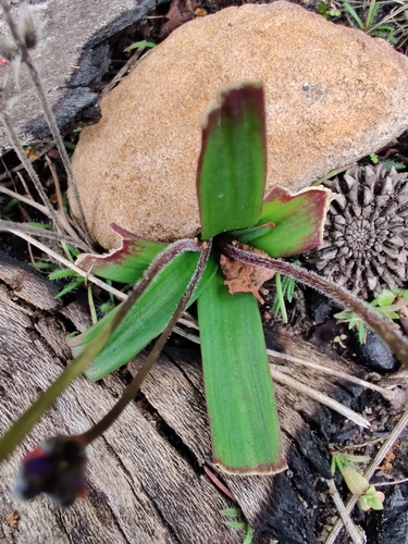 Chamaescilla corymbosa
